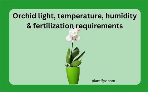 orchid humidity requirements